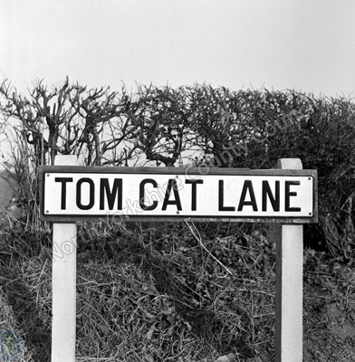 Tom Cat Lane, Sign, Bickerton